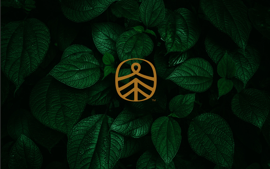 茶品牌设计